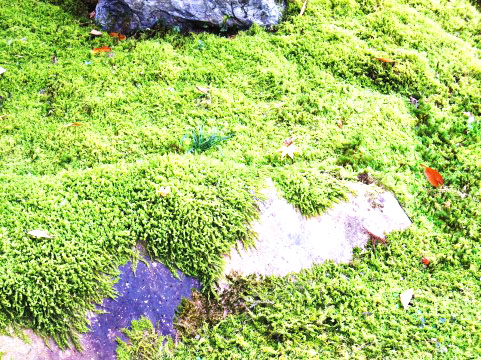 苔はカビが生えにくい 苔 と始めるグリーン生活 小さな緑の小さな幸せ 簡単お手入れ 簡単加工な苔を扱う通販サイト