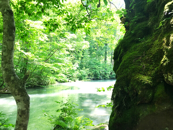 苔の森 奥入瀬渓流の風景