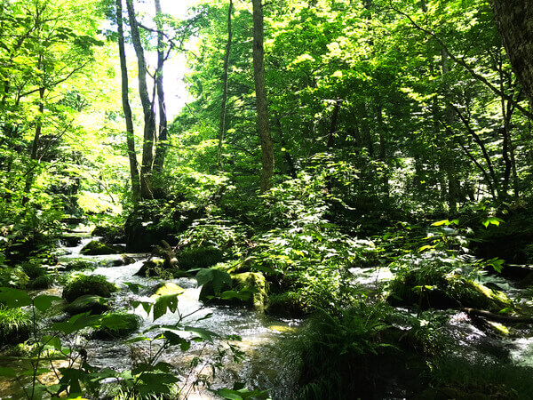 苔の森 奥入瀬渓流の風景
